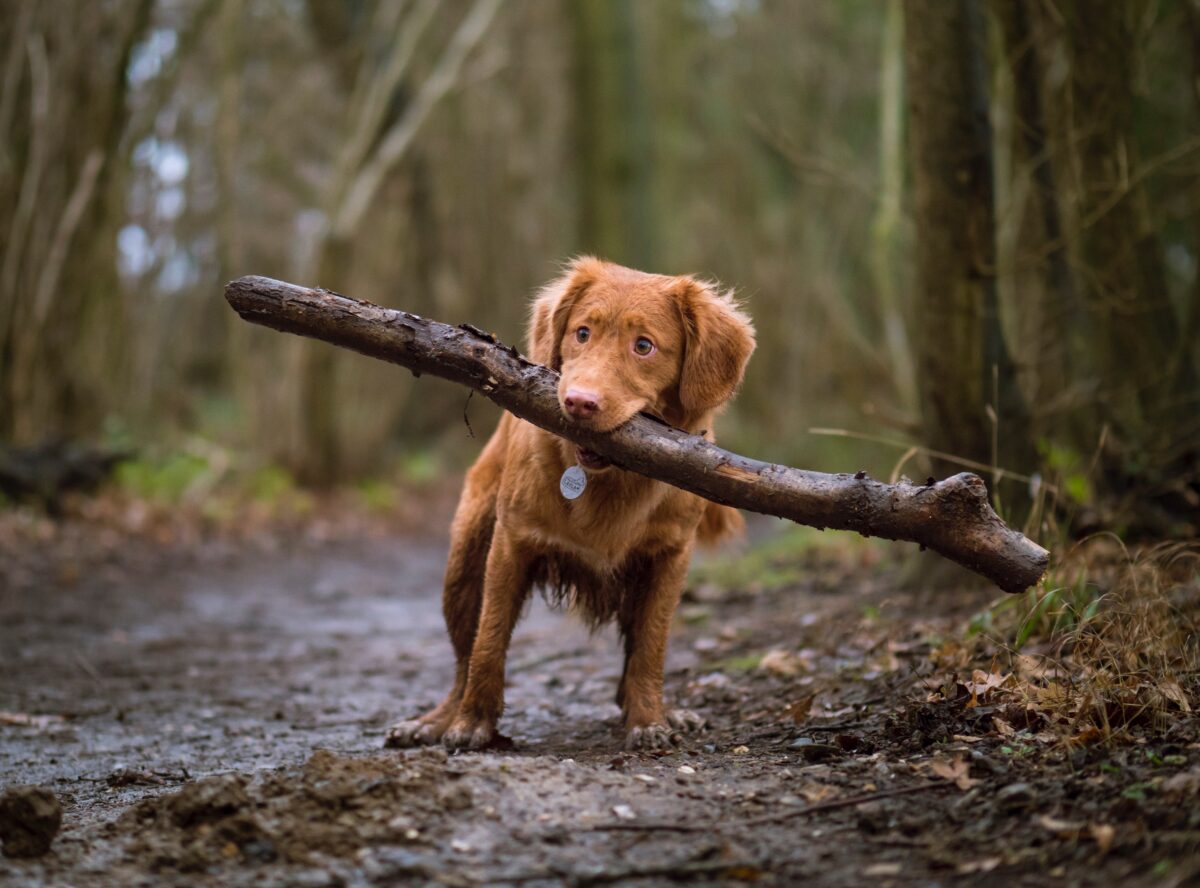 Brown puppy with large stick