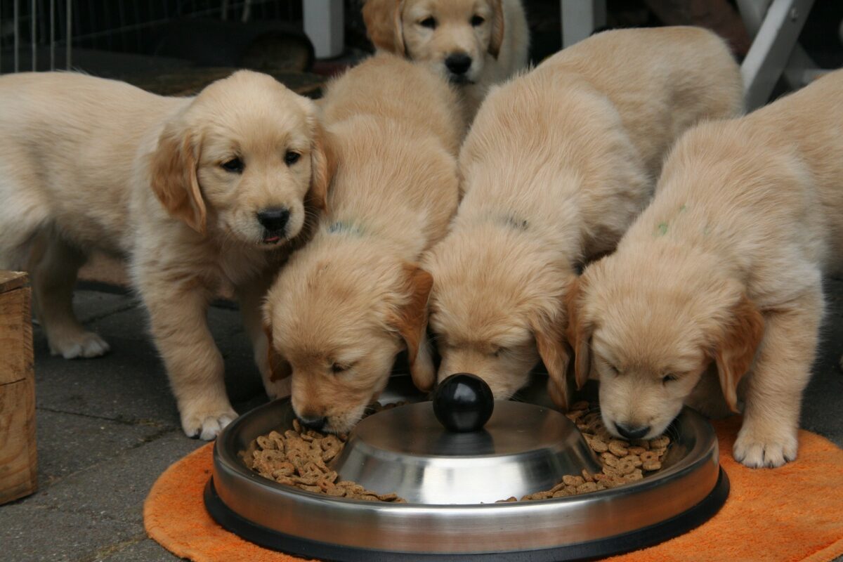Golden Retriever puppies with food dish