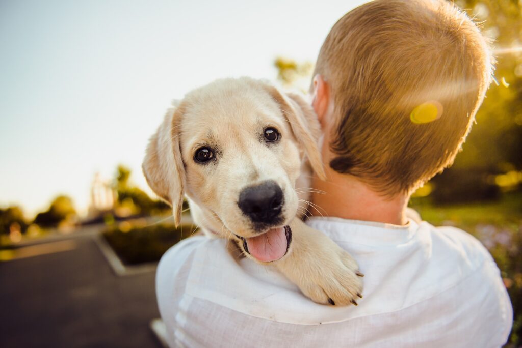 Golden Retriever-puppy on owner's shoulder