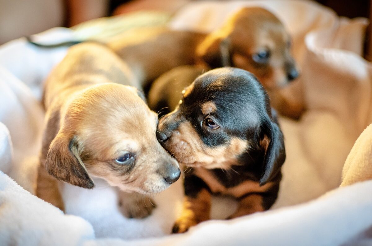 How To Pick A Puppy From A Litter: 10 EXPERT Tips
