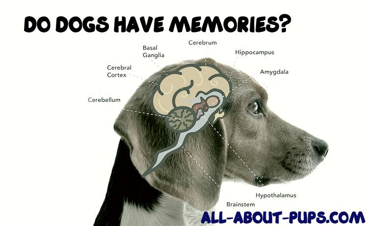 Do Dogs Have Memories? 5 AMAZING Facts!