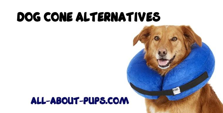 Dog Cone Alternative (The BEST Ones!)