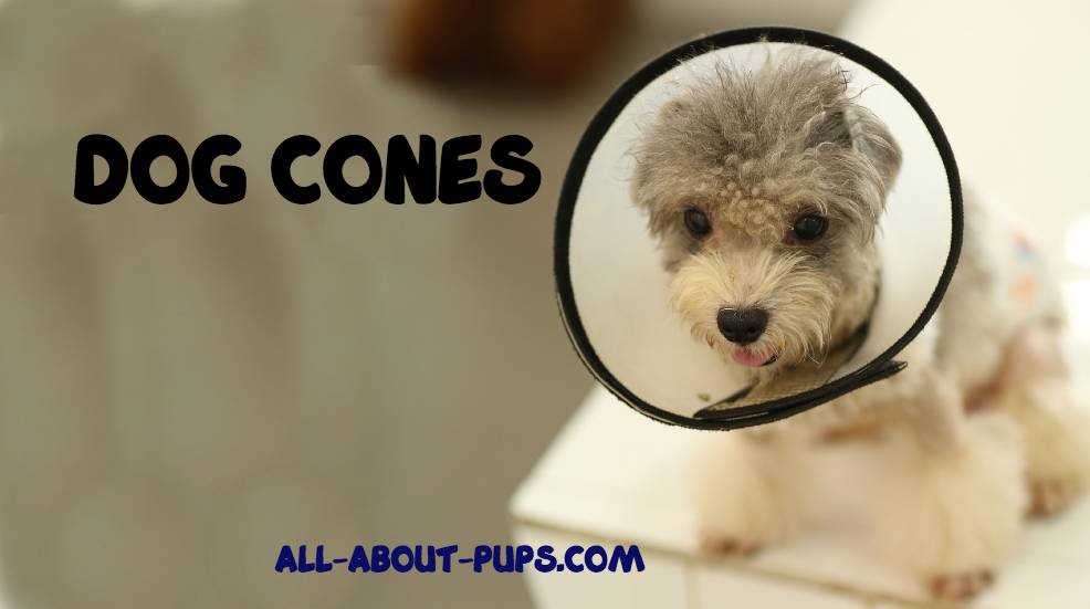 Dog Cone - THIS One Is Best!