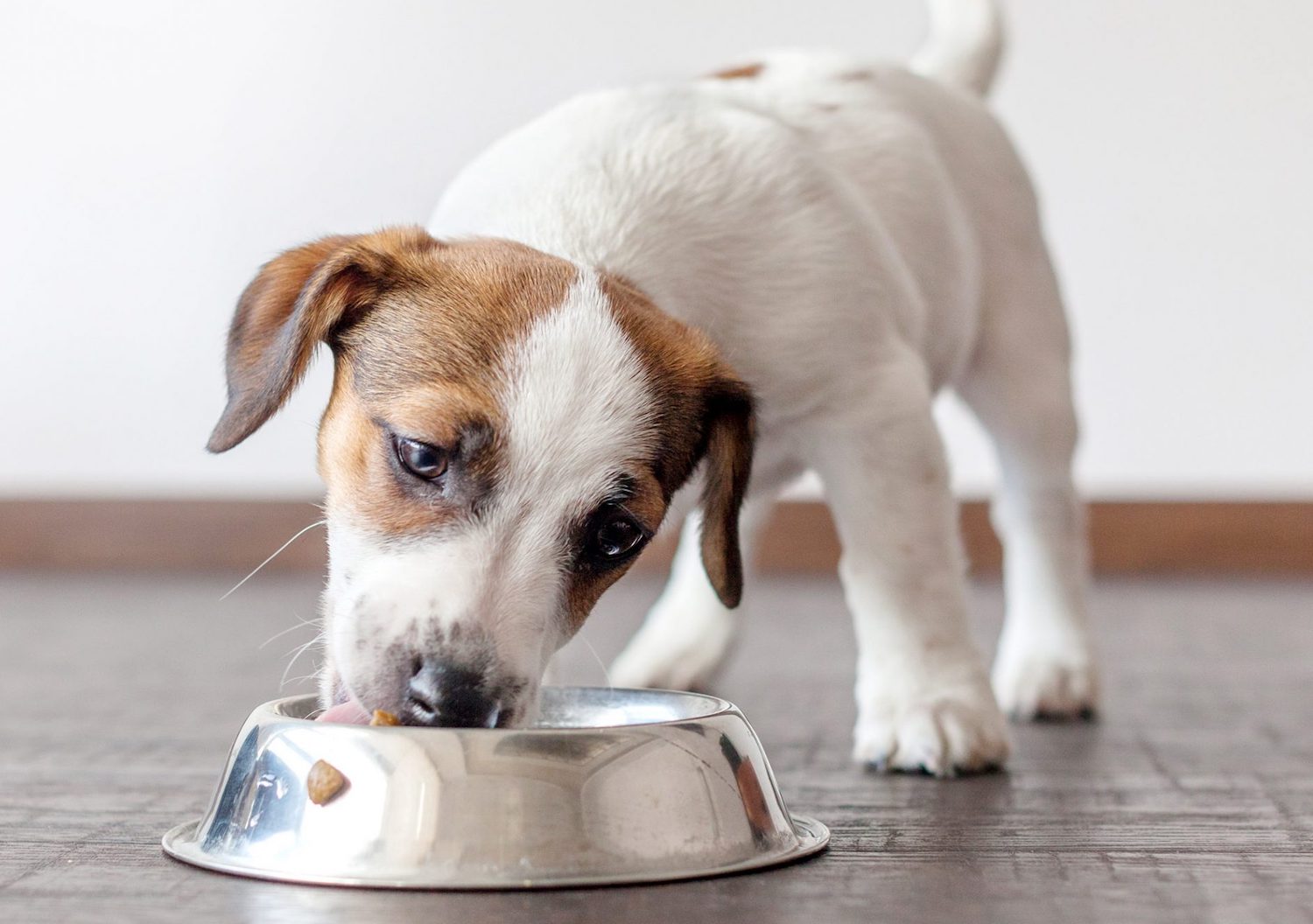 healthiest-puppy-food-the-ultimate-guide-all-about-pups