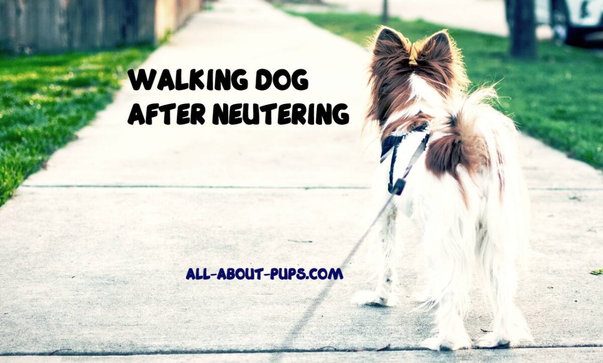 How Soon Can I Walk My Dog After Neutering? (The BEST Way to Recover!)