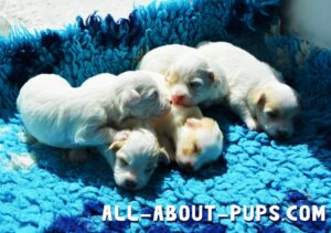 Puppy Care FAQ - raising a new puppy