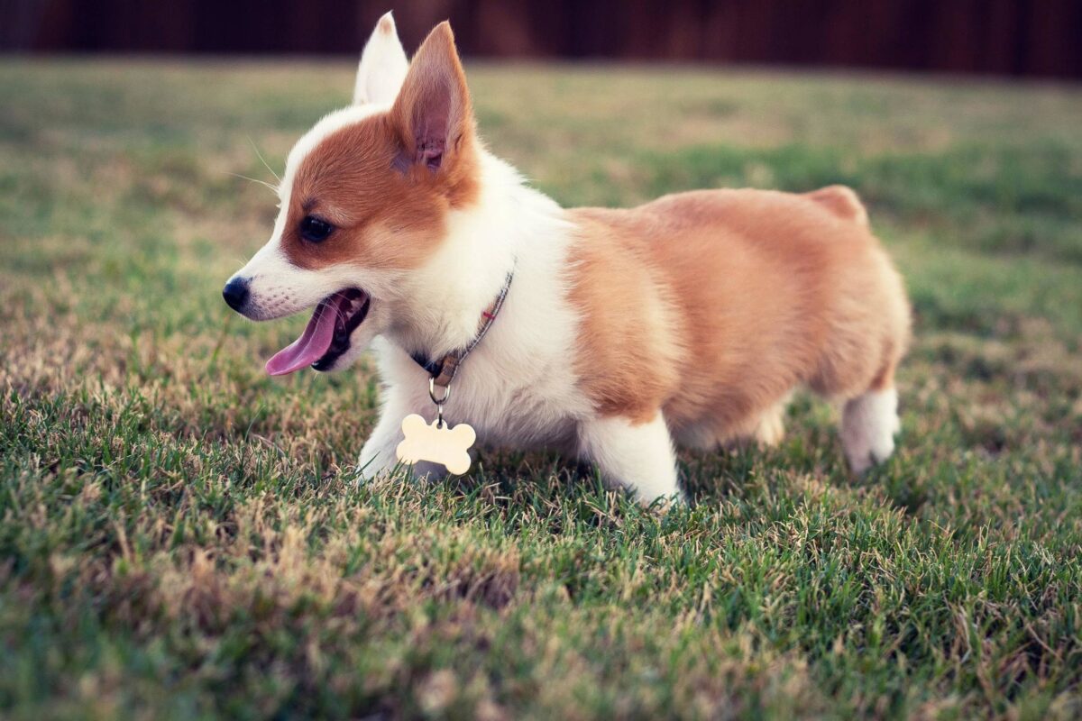 Best Dog Food For A Corgi