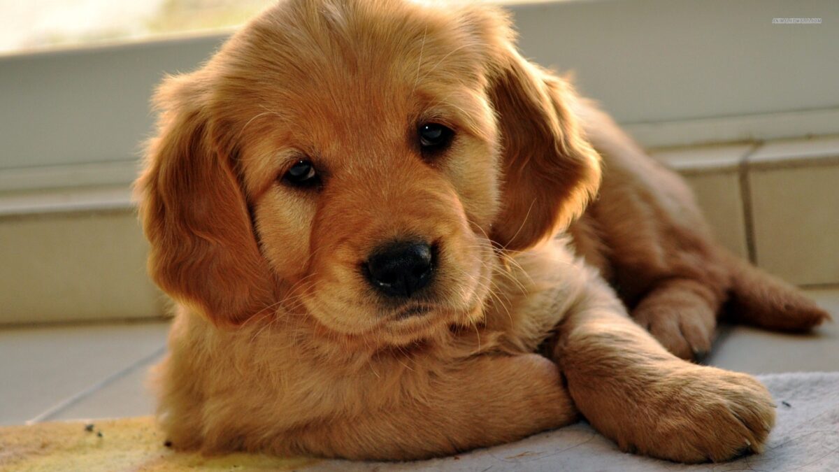 Best Puppy Food for Golden Retrievers