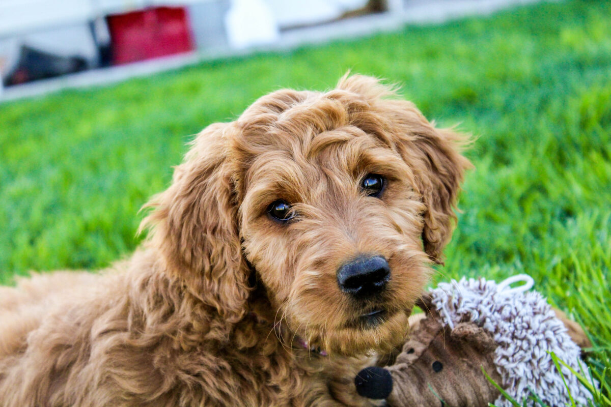 Best Puppy Food For Goldendoodles