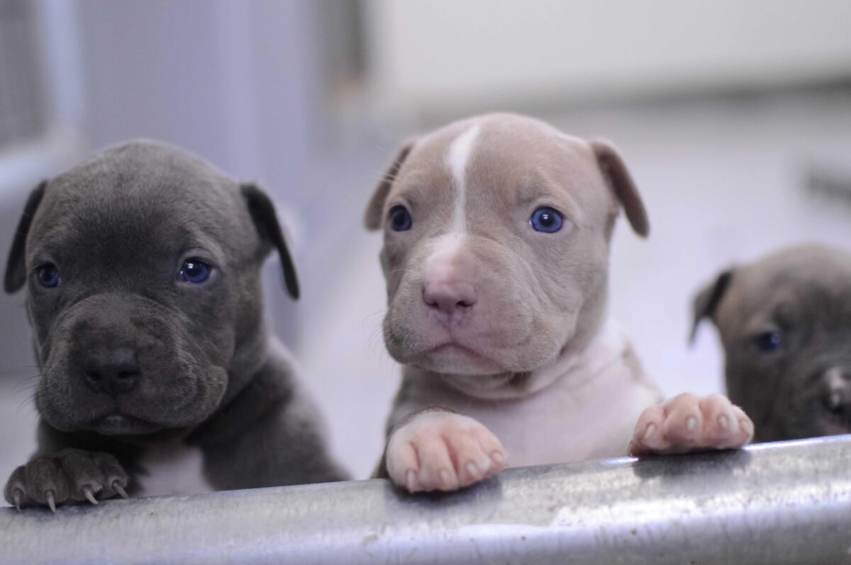 Best puppy food for Pitbulls