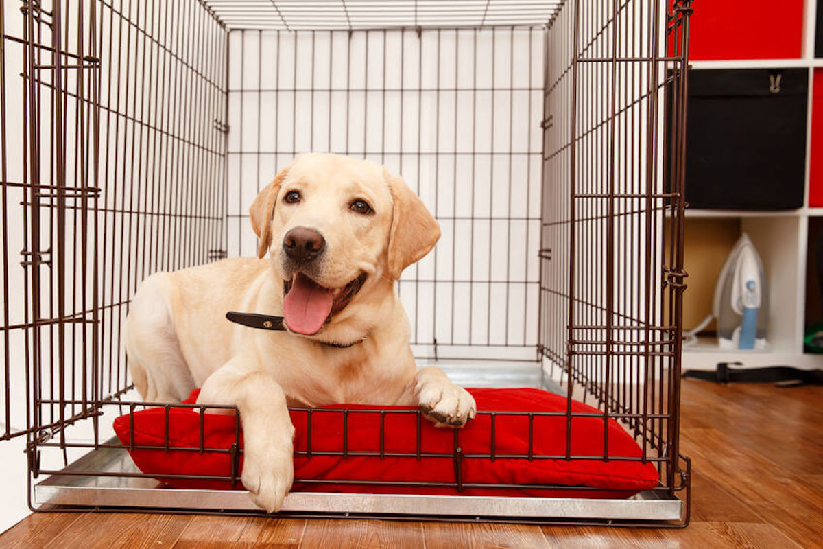How to crate train an older puppy in 6 easy steps