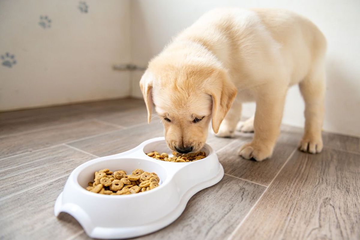 Most nutritious puppy food