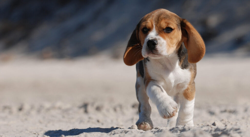 how-to-choose-a-dog-breed-beagle-puppy