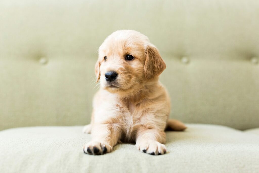 how-to-choose-a-dog-breed-golden-retriever-puppy