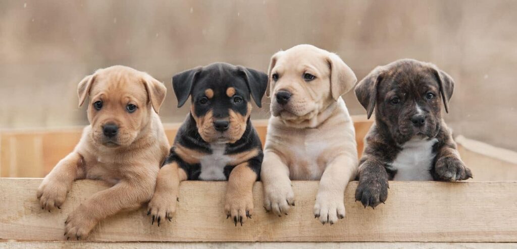 how-to-choose-a-dog-breed-puppy-breeds