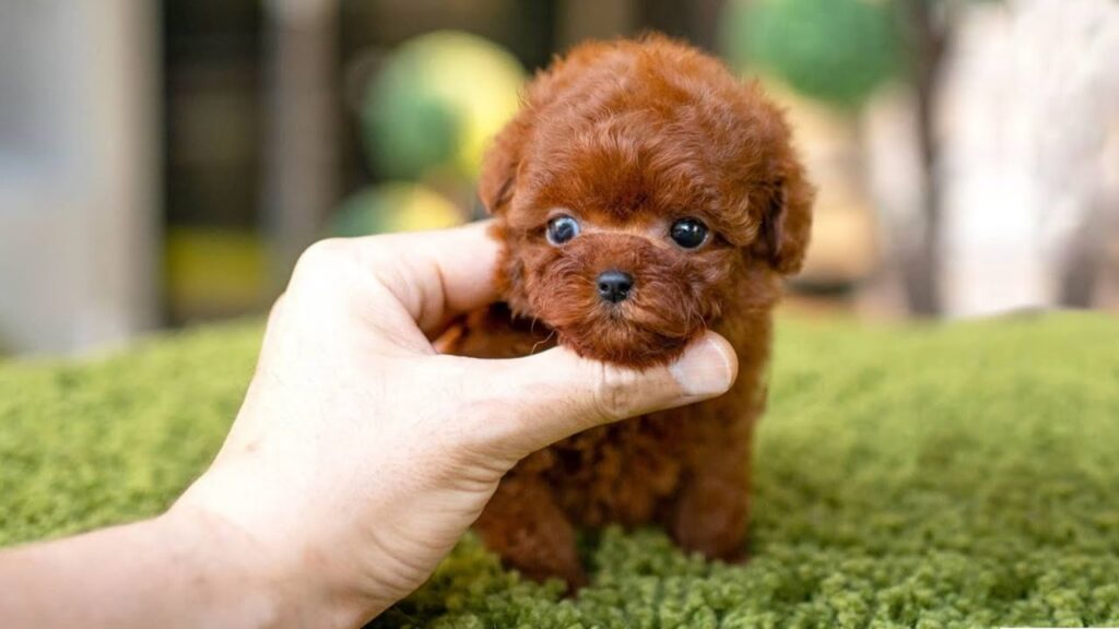 how-to-choose-a-dog-breed-small-brown-puppy