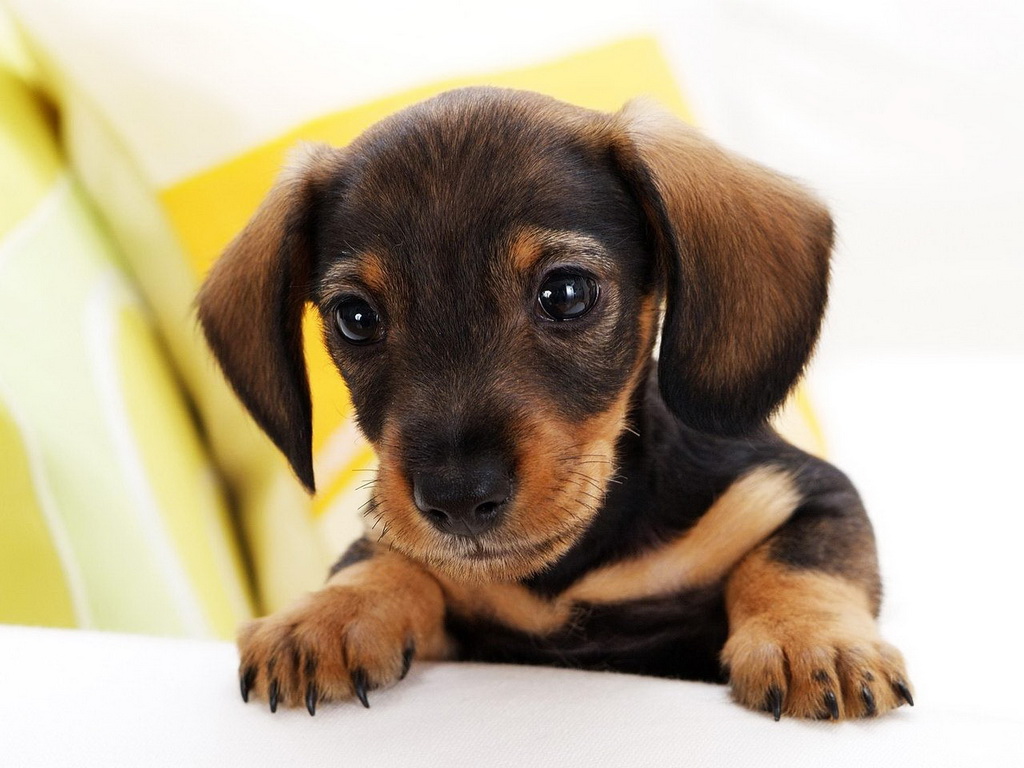 how-to-choose-a-dog-breed-small-dachshund-puppy