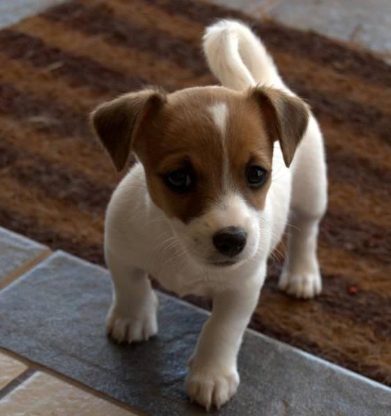 how-to-choose-a-dog-breed-small-jack-russell-terrier-puppy
