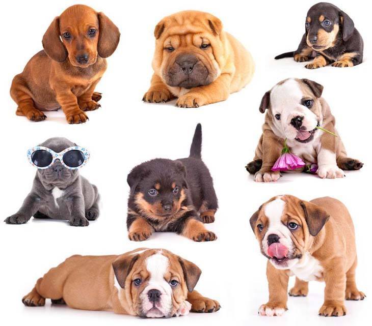 how-to-choose-a-dog-breed-small-puppies-collage