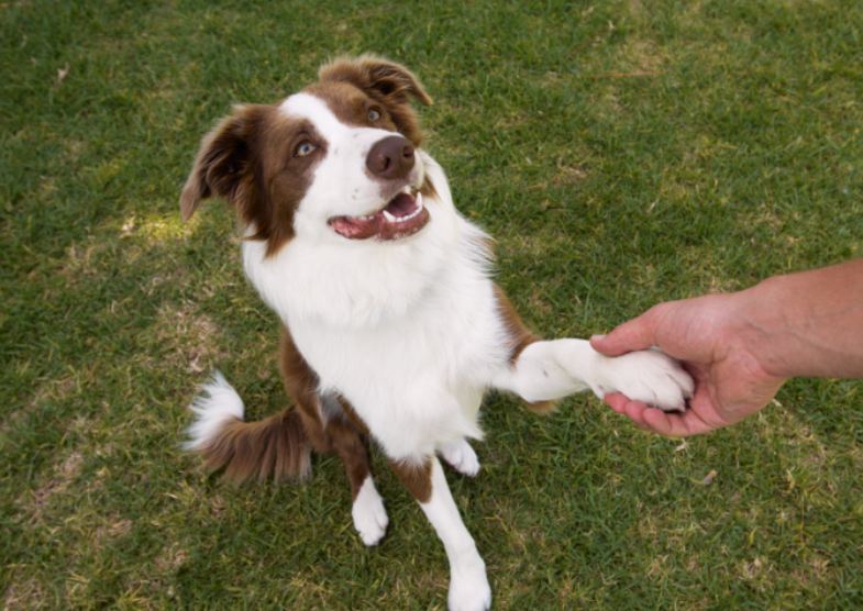 Dog paw handshake, How to teach a dog to shake