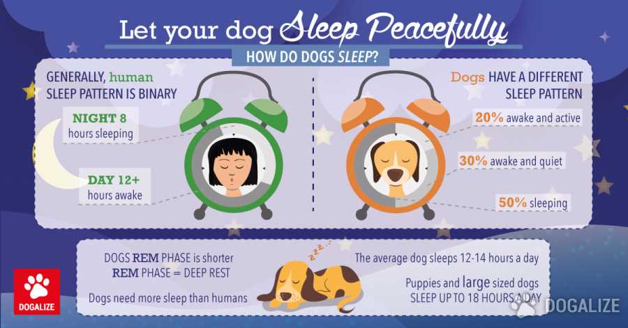 How do dogs sleep?  How to get a puppy to sleep through the night