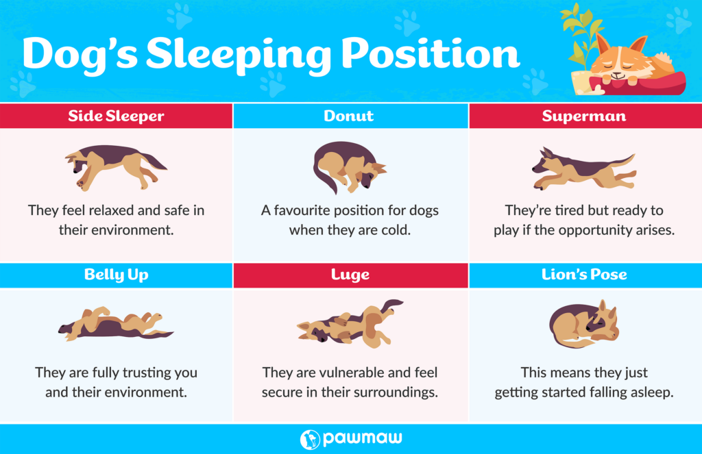 Dogs sleeping positions - How to get a puppy to sleep through the night