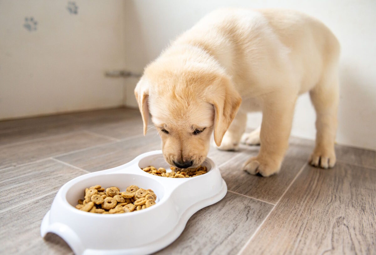 what to feed puppies golden retriever puppy eating