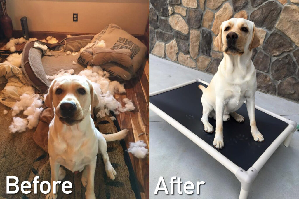 Before and after Kuranda dog beds