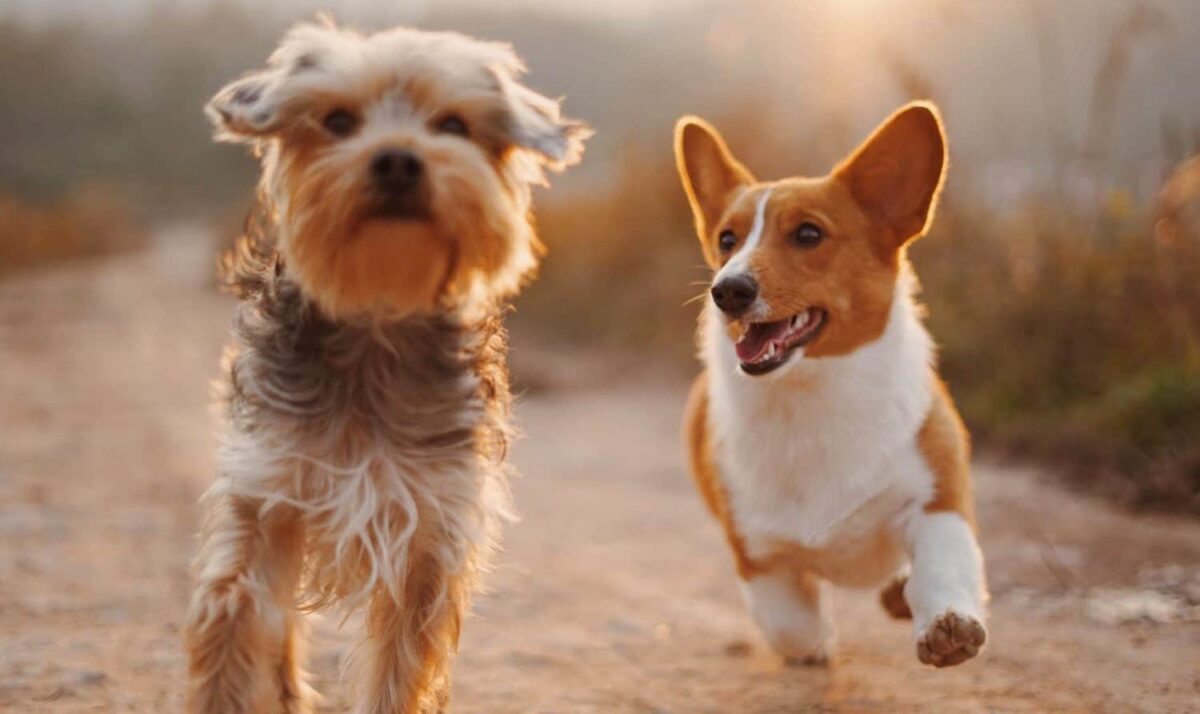 The best breeds for first time dog owners