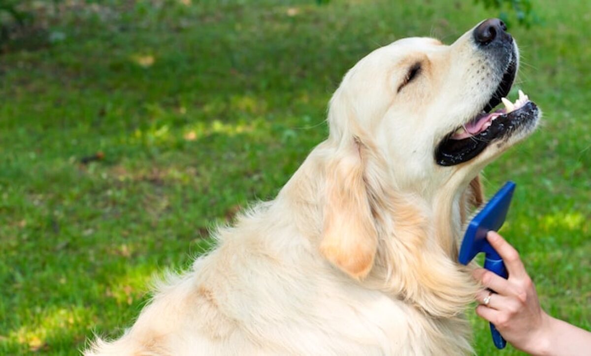 Best brush for Golden Retriever