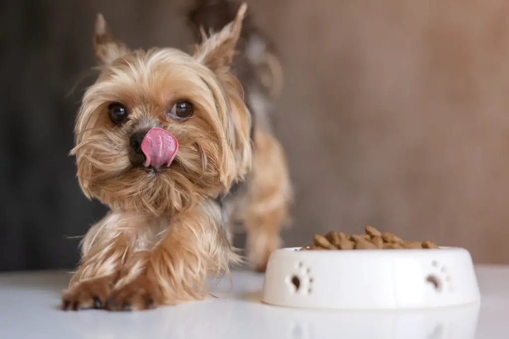 Best puppy food for small breeds