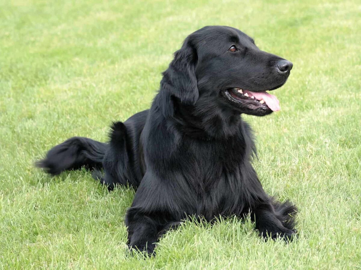 Black Golden Retriever