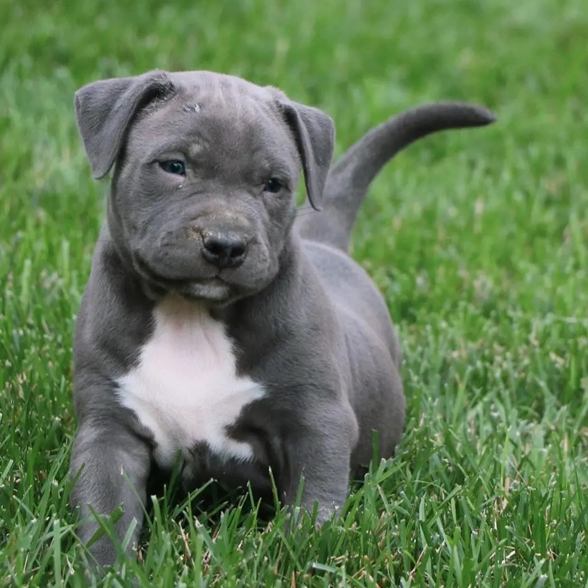 blue nose pitbull puppy