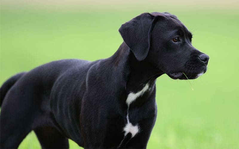 Boxer Mix with Lab