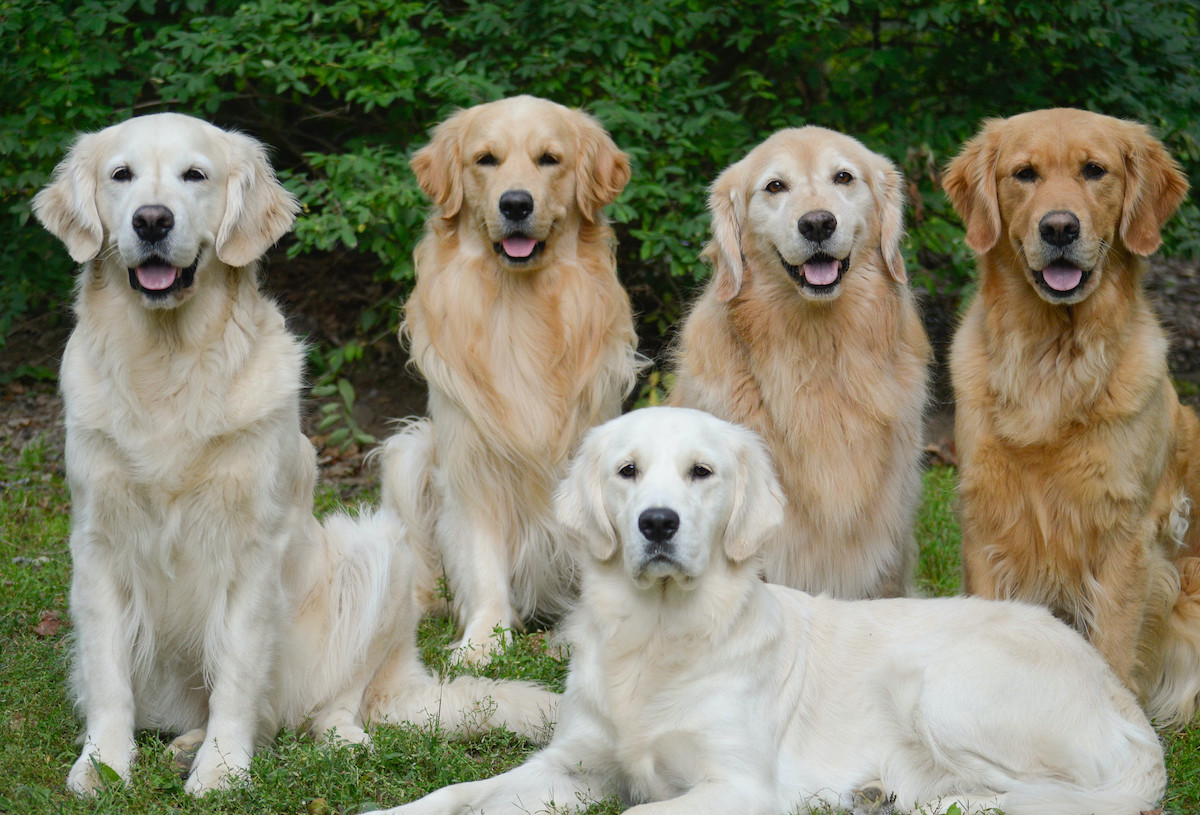 English Cream Golden Retriever Complete Guide All About Pups