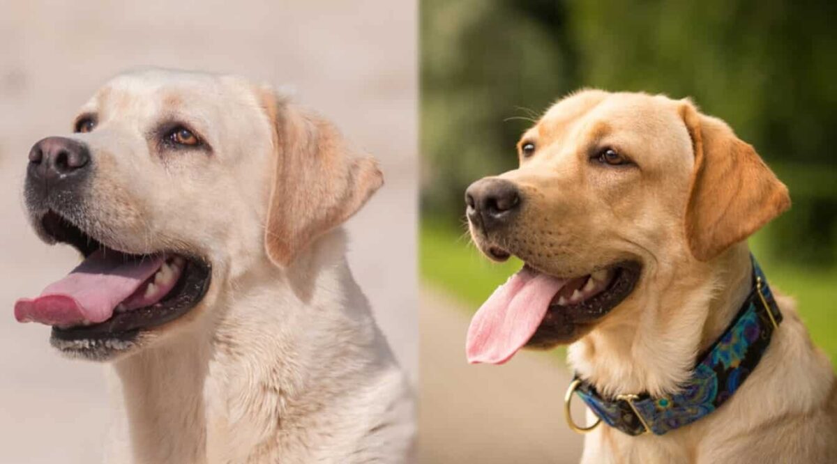 English Lab vs American Lab