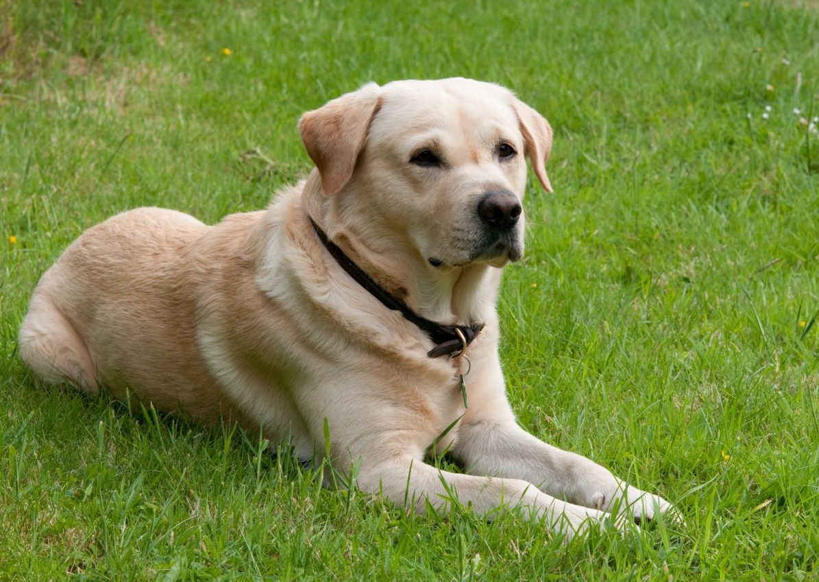 Golden Retriever Lab Mix