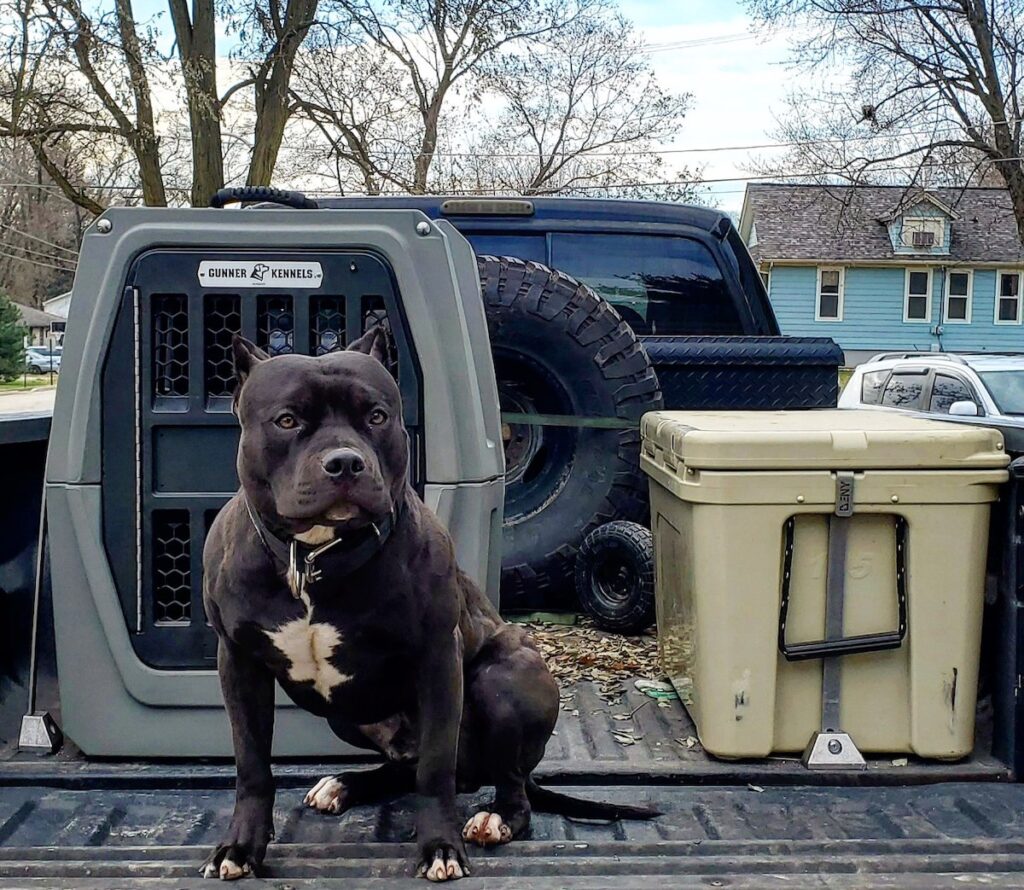 Gunner Kennel in pickup truck with Pitbull dog
