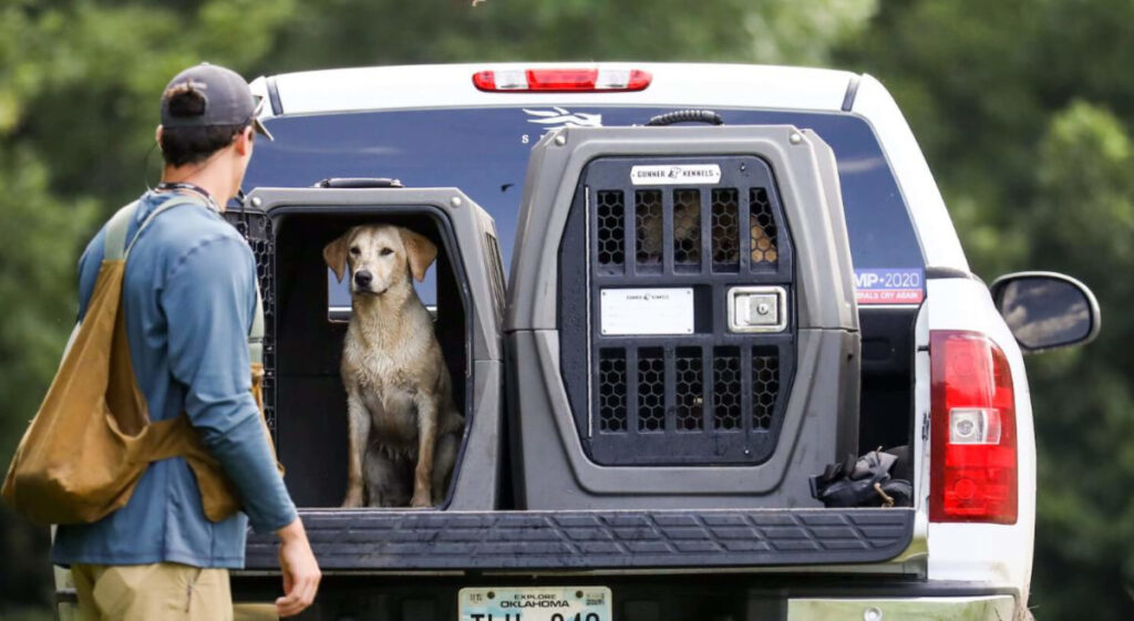 Gunner Kennels in pickup truck with 2 dogs