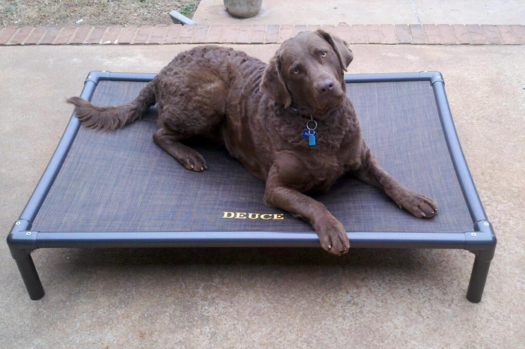 Kuranda dog bed custom bed with brown dog