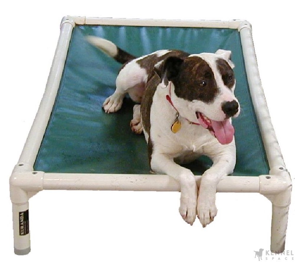 Elevated dog bed with brown and white dog