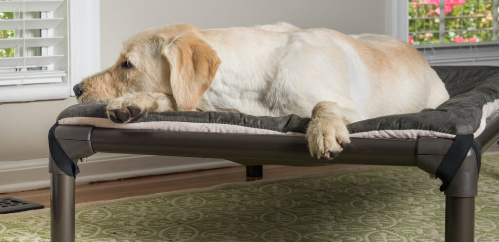 Kuranda dog bed with Labrador sleeping