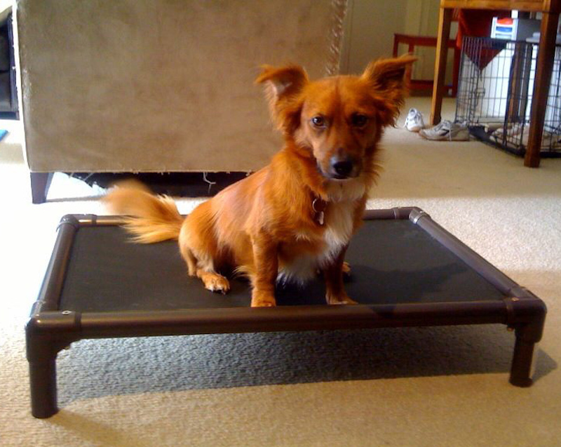 Elevated dog bed with small dog