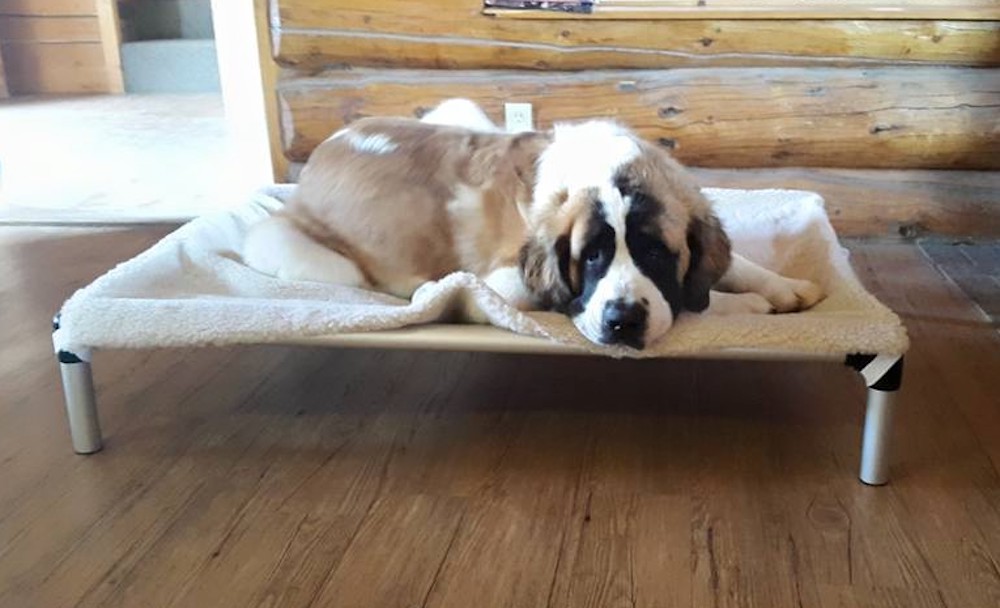 Kuranda dog bed with St Bernard dog sleeping