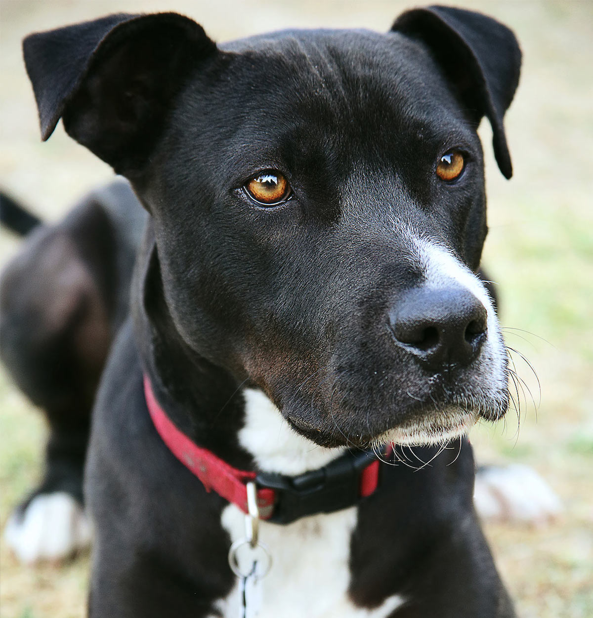 Lab Mix With Pitbull