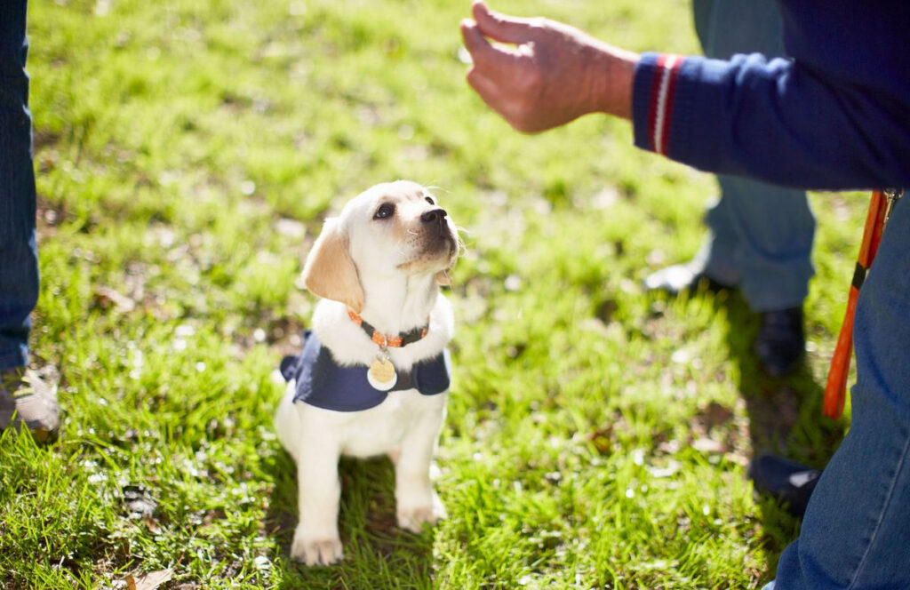 puppy-training-near-me-find-the-best-classes-all-about-pups