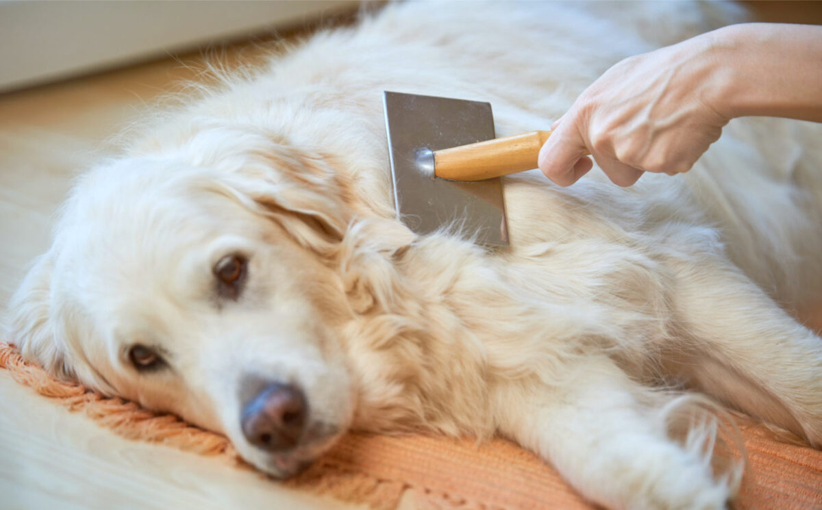 Slicker brush for dogs (Golden Retriever)