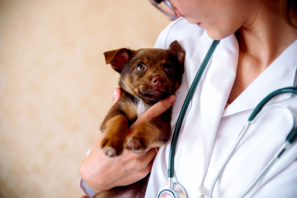 Vet with a brown puppy exam for 5-in-1 vaccine for puppies schedule