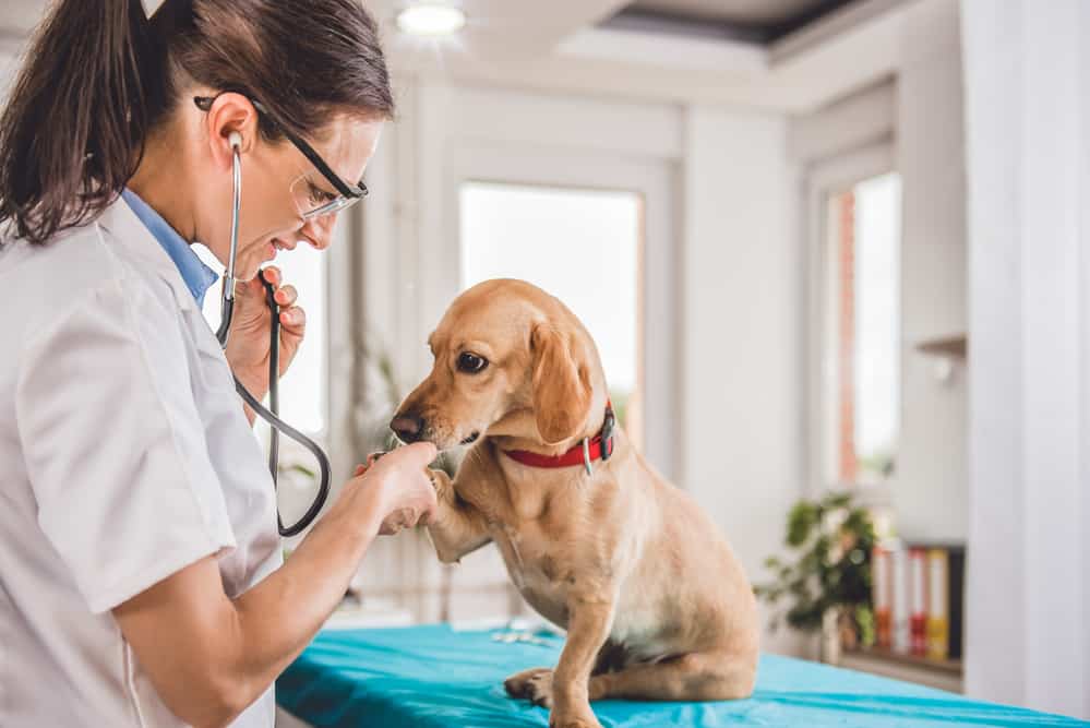 Veterinarian checkup exam dog