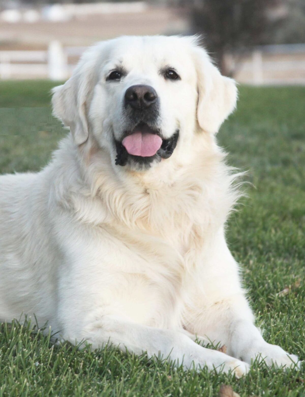 White Golden Retriever